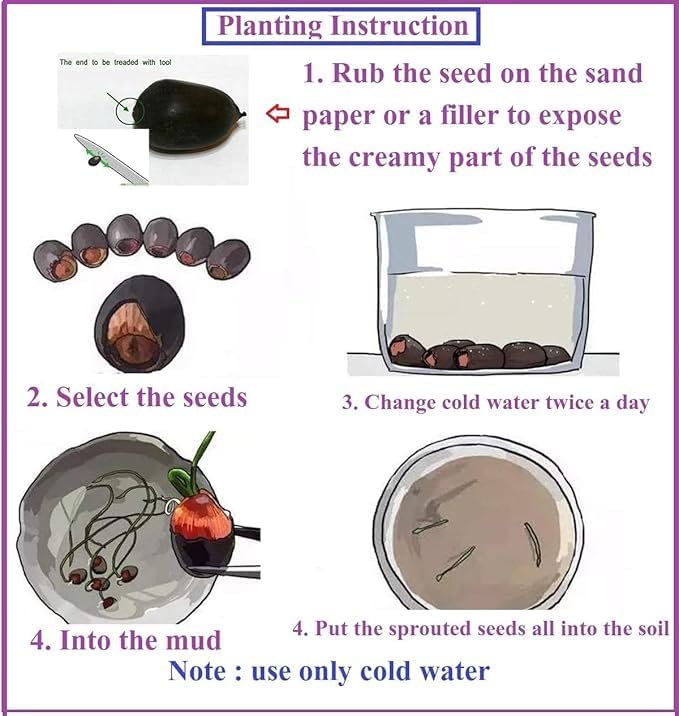 Lotus Flower Seeds