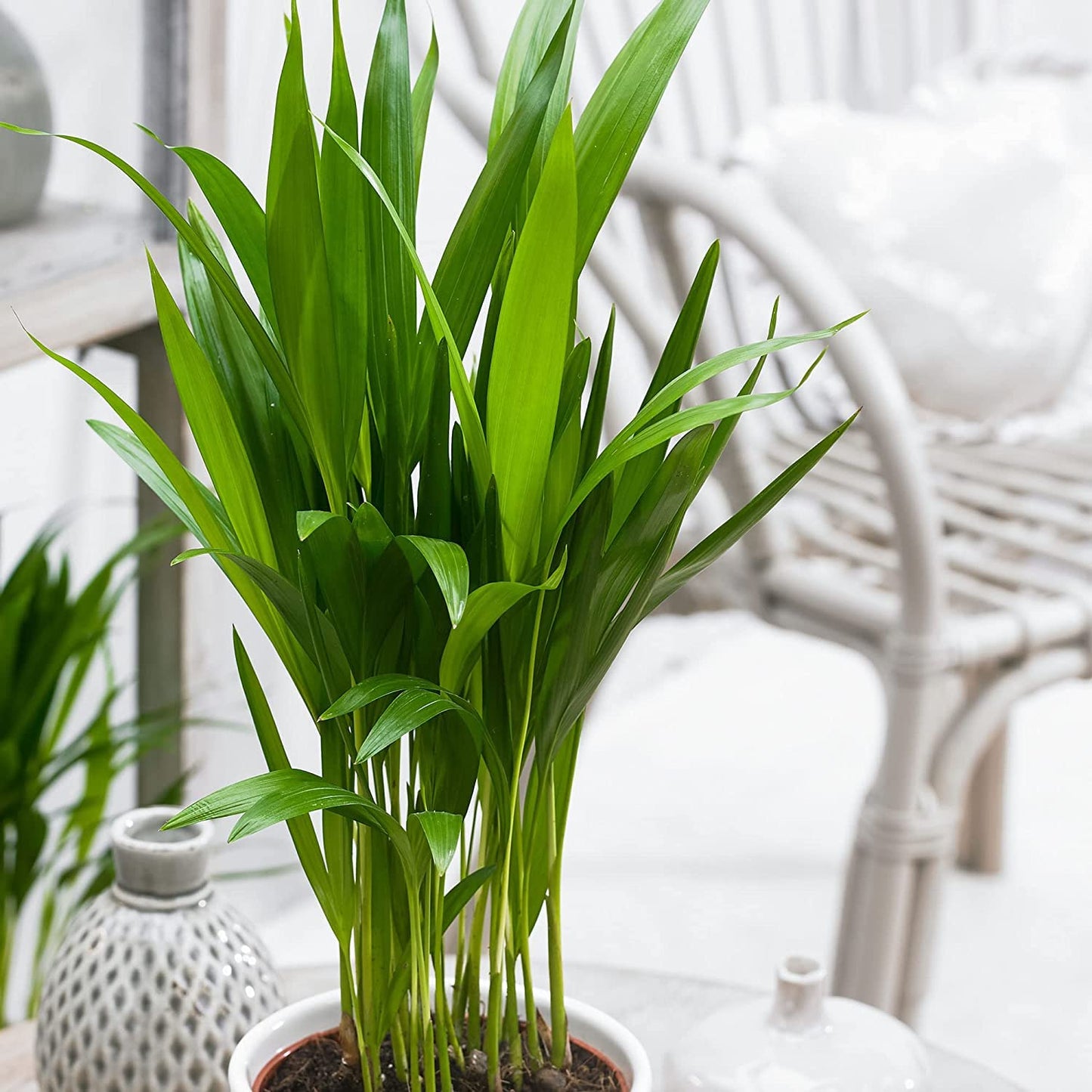 Areca Palm Plant