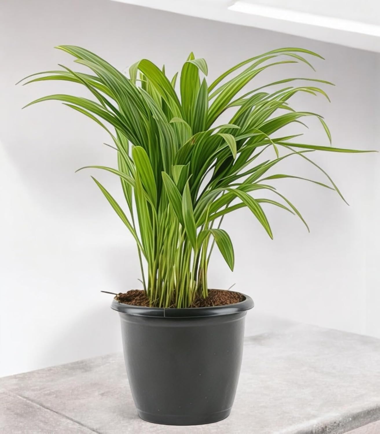 Areca Palm Plant
