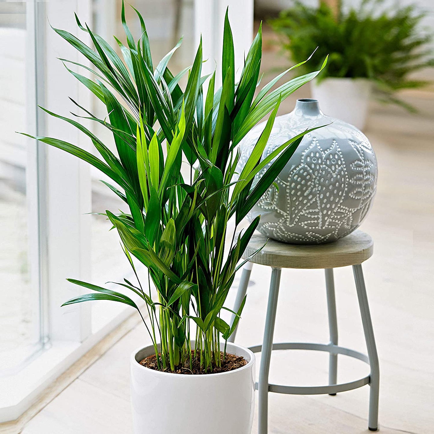 Areca Palm Plant