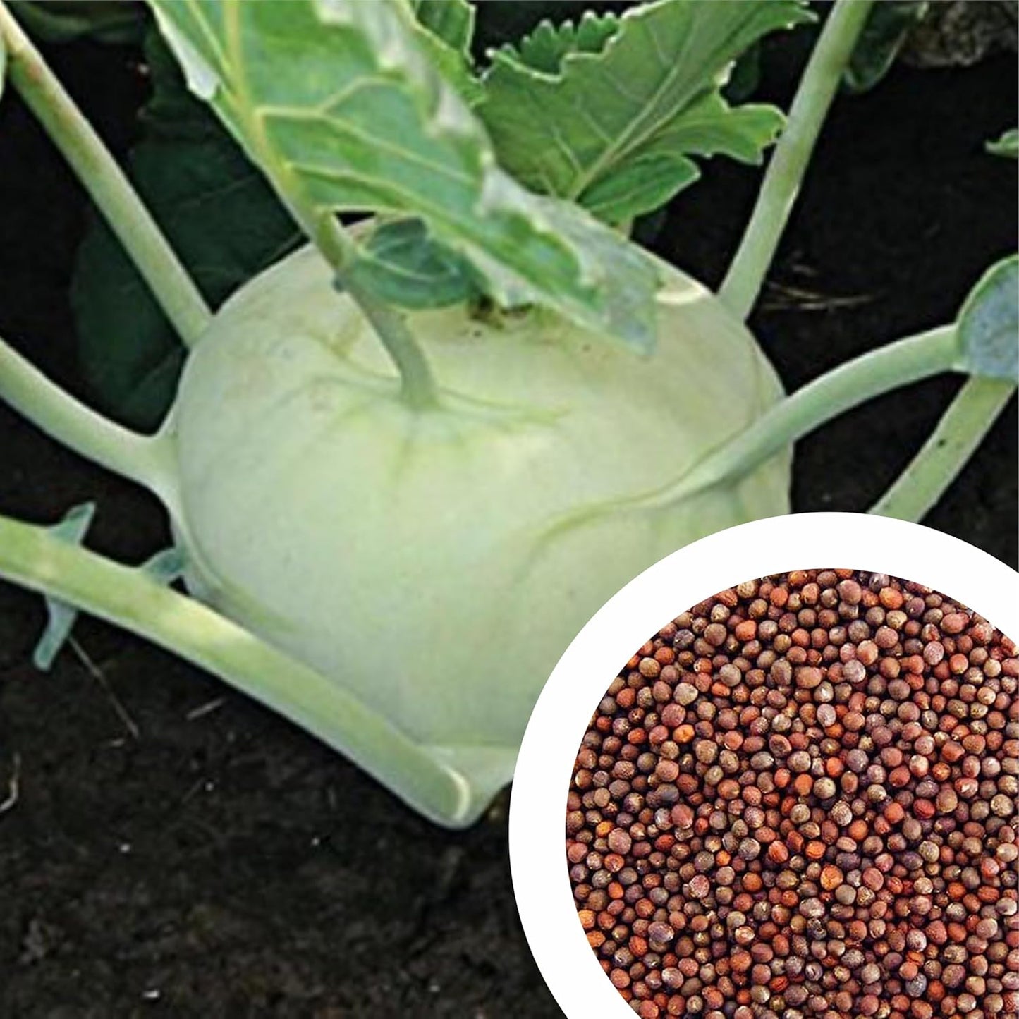 Vegetable Seeds
