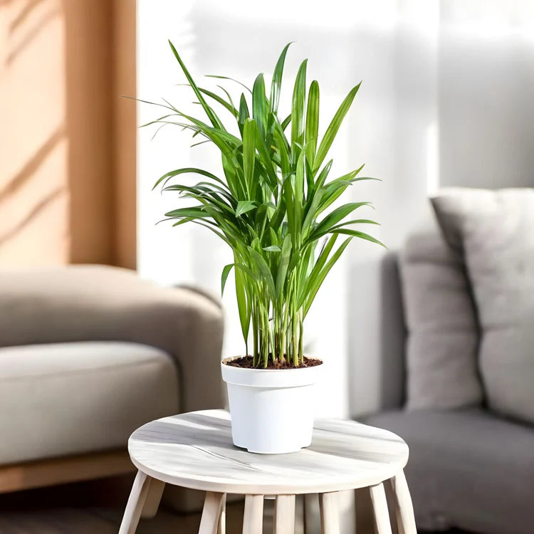 Areca Palm Plant