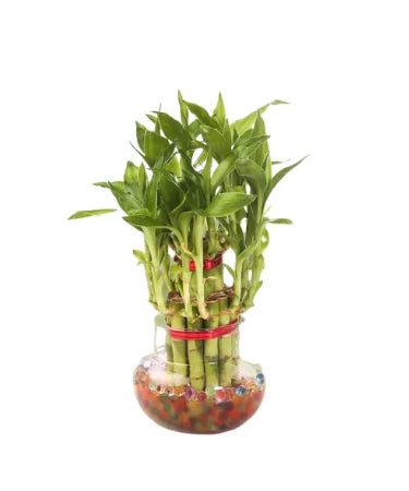 3 layer Lucky Bamboo Plant