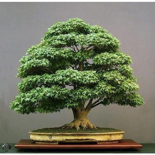 Bonsai plant