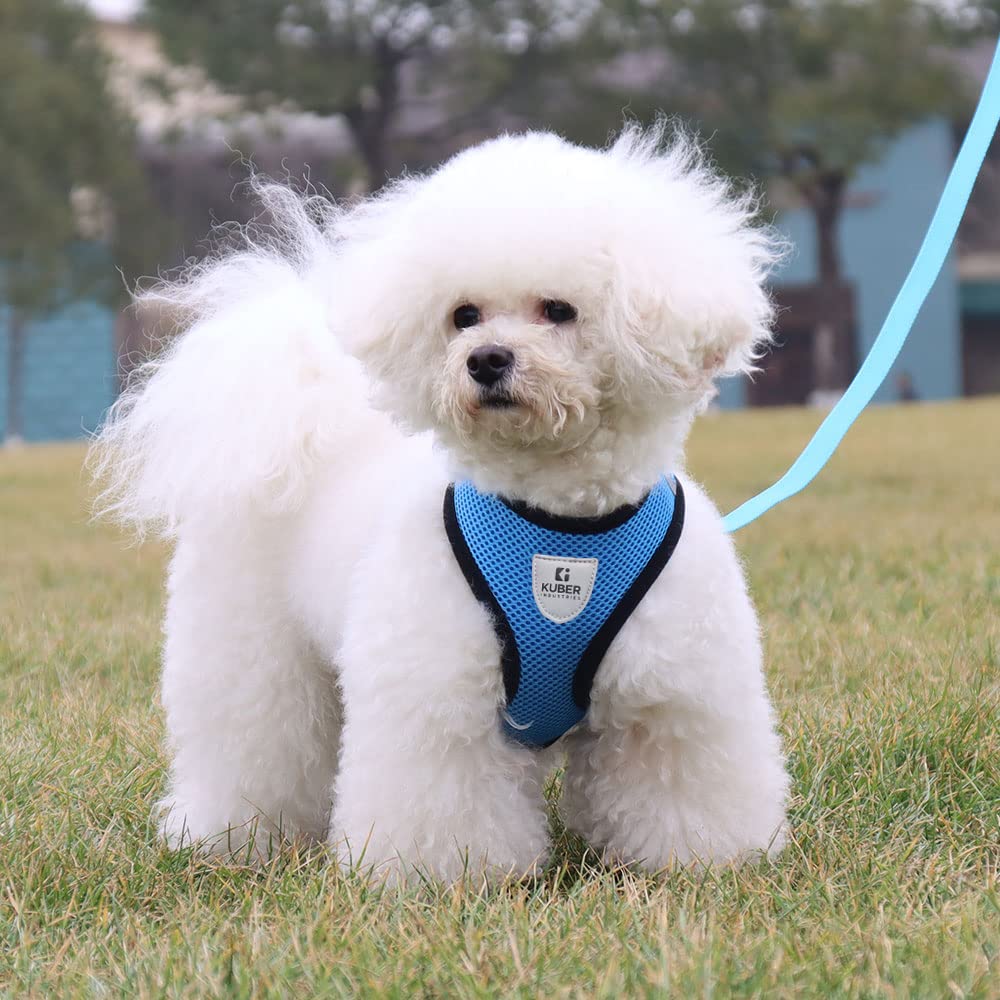 Small Dog/Cat Chest Harness with Nylon Leash