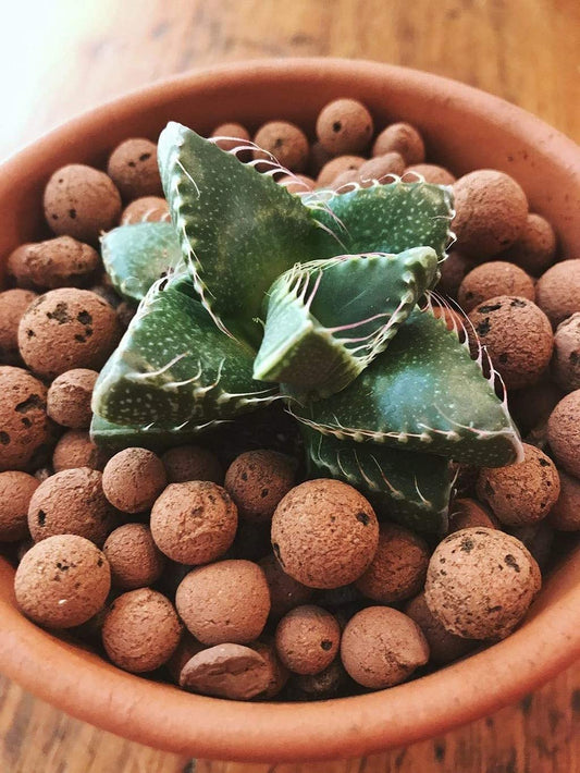 Clay Balls for Plants